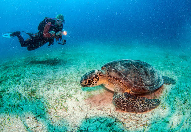 A sea turtle rests on the sandy ocean floor, surrounded by sparse seagrass. Nearby, a scuba diver photographs the turtle, illuminating it with an underwater camera light.